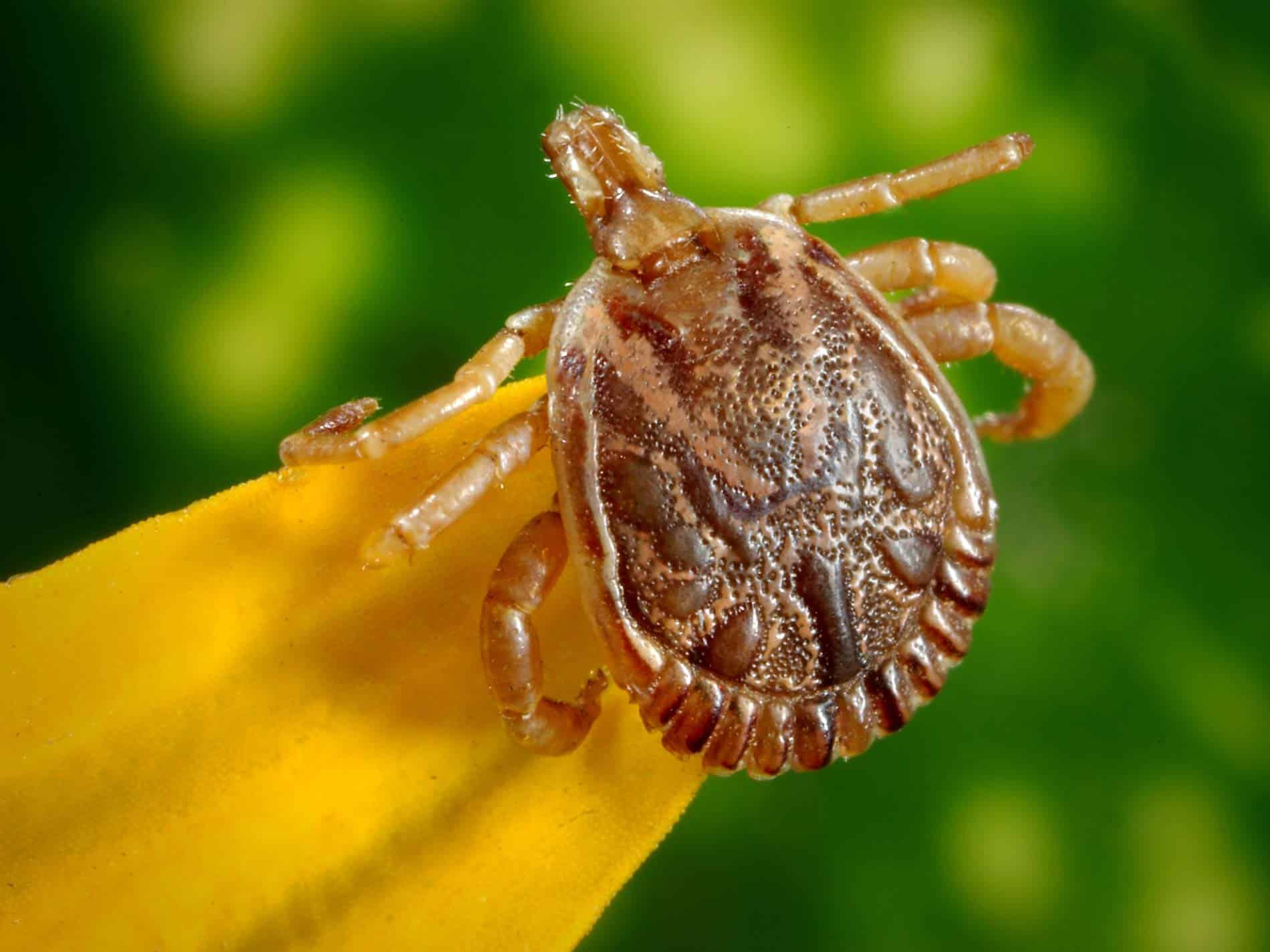 Lyme Disease Prevention and Tick Removal Kit